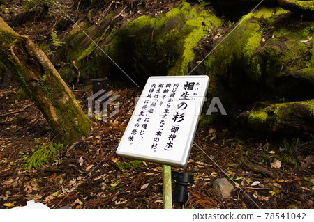 貴船神社的相生杉(京都府京都市左京區) 貴船神社的相生杉(京都府京都市左京區) 78541042