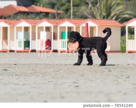 black poodle dog playing frisbee on the beach black poodle dog playing frisbee on the beach 78541240