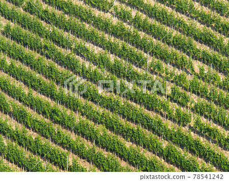 Vineyard diagonal pattern: Rows of grapevine on a steep hill Vineyard diagonal pattern: Rows of grapevine on a steep hill 78541242