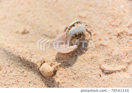 Hermit crab on the beach Hermit crab on the beach 78541310