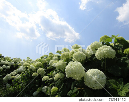 Hydrangea Annabel called a hydrangea's white flower Hydrangea Annabel called a hydrangea's white flower 78541452