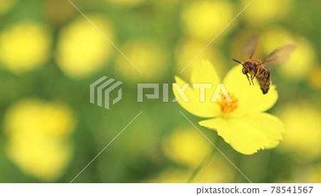 A bee gathering nectar A bee gathering nectar 78541567