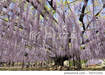 Wisteria flowers Wisteria flowers 78541568