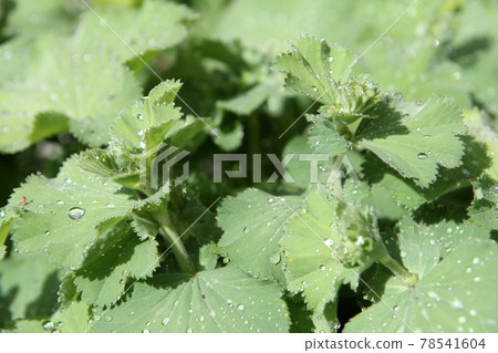 Alchemilla mollis leaves after the rain 78541604