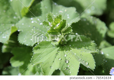 Alchemilla mollis leaves after the rain Alchemilla mollis leaves after the rain 78541634