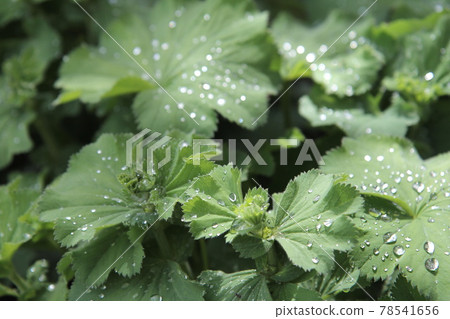 雨後的 Alchemilla mollis 葉子 78541656