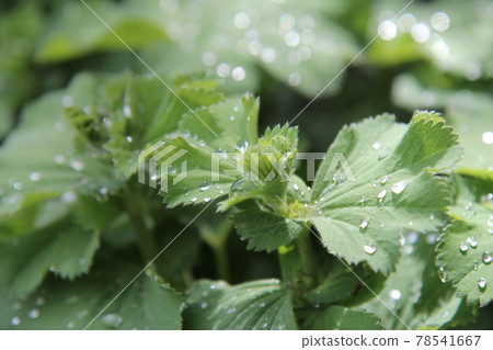 Alchemilla mollis leaves after the rain 78541667