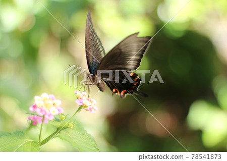 Croatian Croatian 78541873