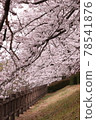 Cherry Blossoms	 78541876