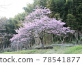 Anzu flower 78541877