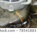 Dragonfly  78541883