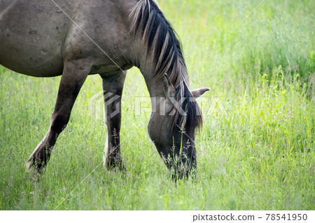 Semi-wild Polish Konik horse eating grass on a meadow near the forest 78541950