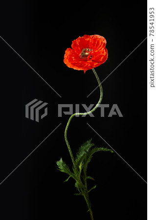 Vibrant red poppies on a black background. Memorial day. Vibrant red poppies on a black background. Memorial day. 78541953