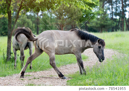 Semi-wild Polish Konik horses eating grass on a meadow near the forest 78541955