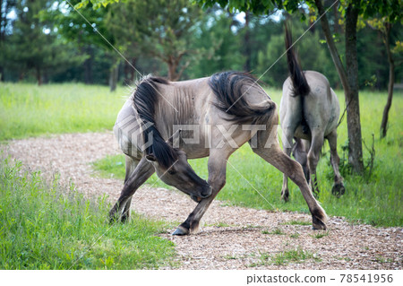 Semi-wild Polish Konik horses eating grass on a meadow near the forest 78541956