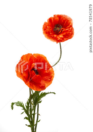 Bright red poppies flowers isolated on white background. Bright red poppies flowers isolated on white background. 78541979