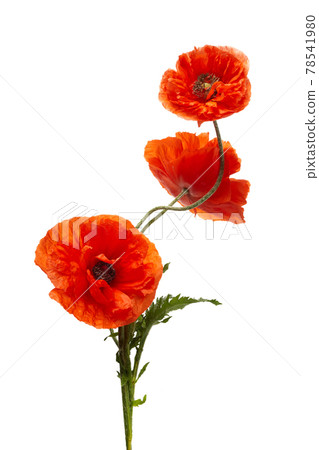 Bright red poppies flowers isolated on white background. 78541980