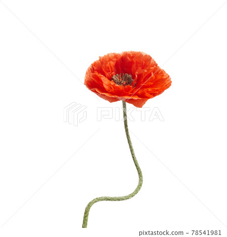 Bright red poppy flower isolated on white background. Bright red poppy flower isolated on white background. 78541981