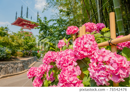 Kotoku-in Temple, hydrangeas in full bloom (Toyoake City, Aichi Prefecture) 78542476