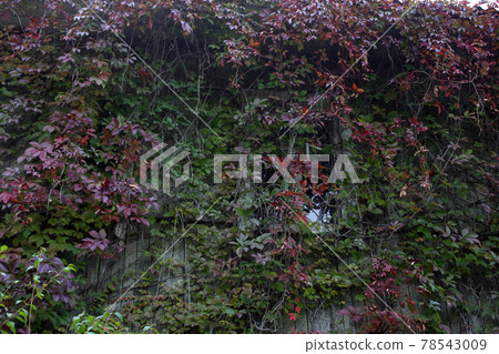 Wall with Virginia creeper. Autumn background 78543009