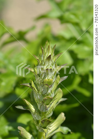 Balkan bears breeches 78543320