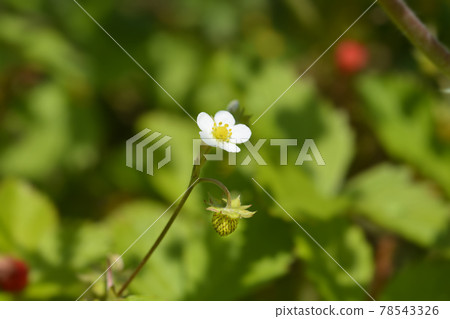 Wild strawberry 78543326