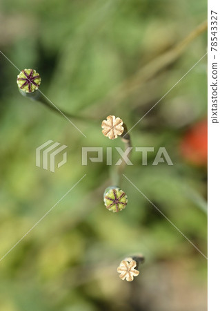 Moroccan poppy Moroccan poppy 78543327