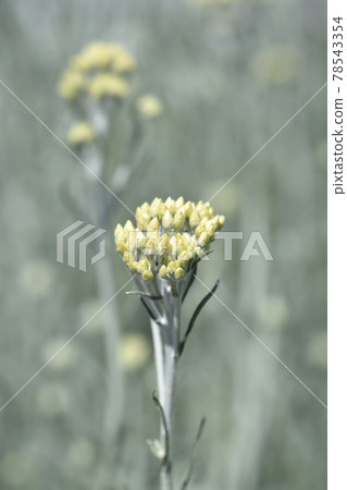 Italian everlasting flowers Italian everlasting flowers 78543354