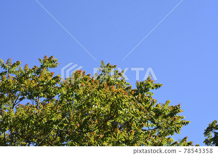 Tree of heaven 78543358