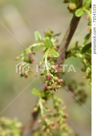 English redoul 78543359