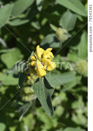 Jerusalem sage Jerusalem sage 78543361