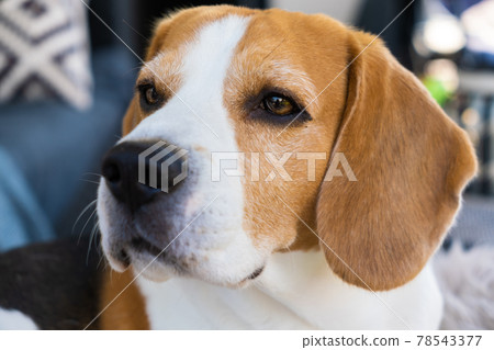 beagle dog relaxing on sofa outdoors beagle dog relaxing on sofa outdoors 78543377