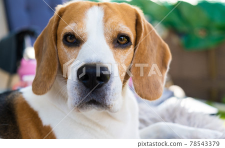 beagle dog relaxing on sofa outdoors beagle dog relaxing on sofa outdoors 78543379
