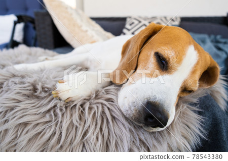 beagle dog relaxing on sofa outdoors beagle dog relaxing on sofa outdoors 78543380