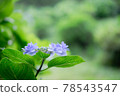 Hydrangea 78543547