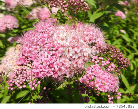Flower of "Shimotsukesou" in full bloom Flower of "Shimotsukesou" in full bloom 78543882
