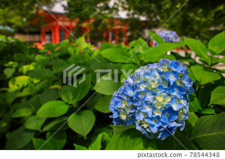 Katsuo-ji Temple main hall and hydrangeas Katsuo-ji Temple main hall and hydrangeas 78544348