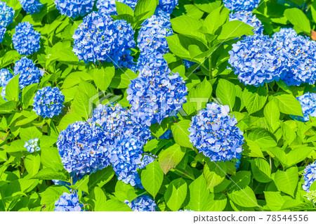 [Seasonal material] Hydrangea 78544556