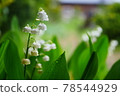 Lily of the valley getting wet in the rain 78544929