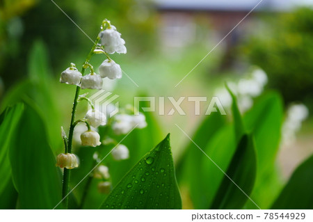 Lily of the valley getting wet in the rain Lily of the valley getting wet in the rain 78544929