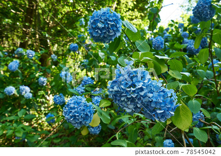 Hydrangeas at Ikuta Ryokuchi Park in Kanagawa Prefecture 78545042
