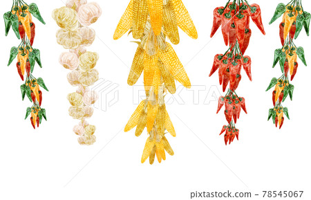 Hand-painted watercolor-style illustrations of hanging corn, garlic and chili peppers Hand-painted watercolor-style illustrations of hanging corn, garlic and chili peppers 78545067