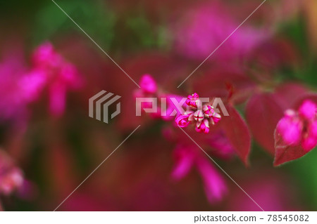 Red flowers and buds of a red witch hazel in full bloom in a park 78545082
