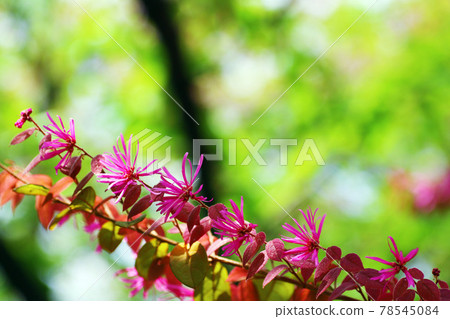 Red flowers of the safflower witch hazel in full bloom in the park 78545084