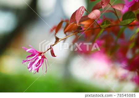 公園裡盛開的紅花的紅色花朵 78545085