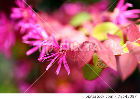Close-up of red flowers of a witch hazel in full bloom in a park Close-up of red flowers of a witch hazel in full bloom in a park 78545087