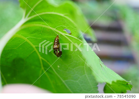 Black-winged fritillary pupae 78545090