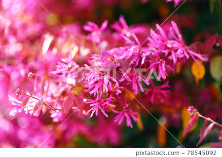 Red flowers of the safflower witch hazel in full bloom in the park 78545092