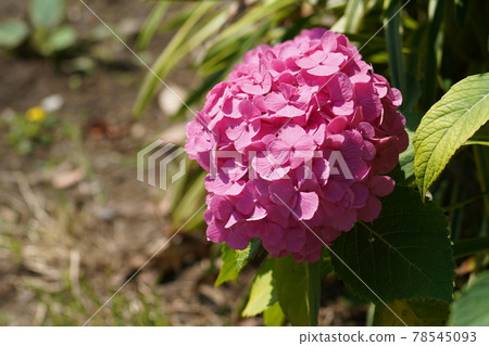 Hydrangea 78545093