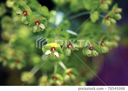 異常形狀的大戟花 78545098